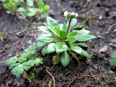 Frühlings-Hungerblümchen (Draba verna) auf einem vom Nabu als Insektenweide vorbereiteten Grünstreifen in Hockenheim