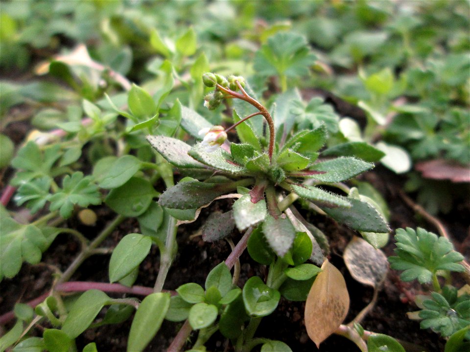 Frühlings-Hungerblümchen (Draba verna) auf einem vom Nabu als Insektenweide vorbereiteten Grünstreifen in Hockenheim