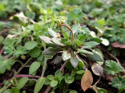 Frühlings-Hungerblümchen (Draba verna) auf einem vom Nabu als Insektenweide vorbereiteten Grünstreifen in Hockenheim