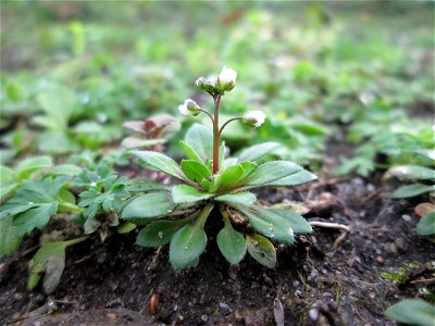 Frühlings-Hungerblümchen (Draba verna) auf einem vom Nabu als Insektenweide vorbereiteten Grünstreifen in Hockenheim