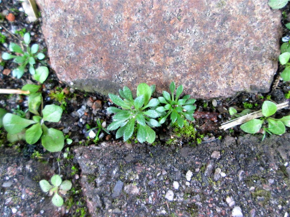 Grundblätter vom Frühlings-Hungerblümchen (Draba verna) auf einem Bürgersteig in Hockenheim