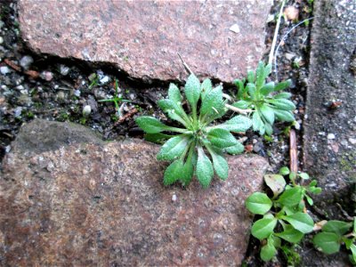 Grundblätter vom Frühlings-Hungerblümchen (Draba verna) auf einem Bürgersteig in Hockenheim