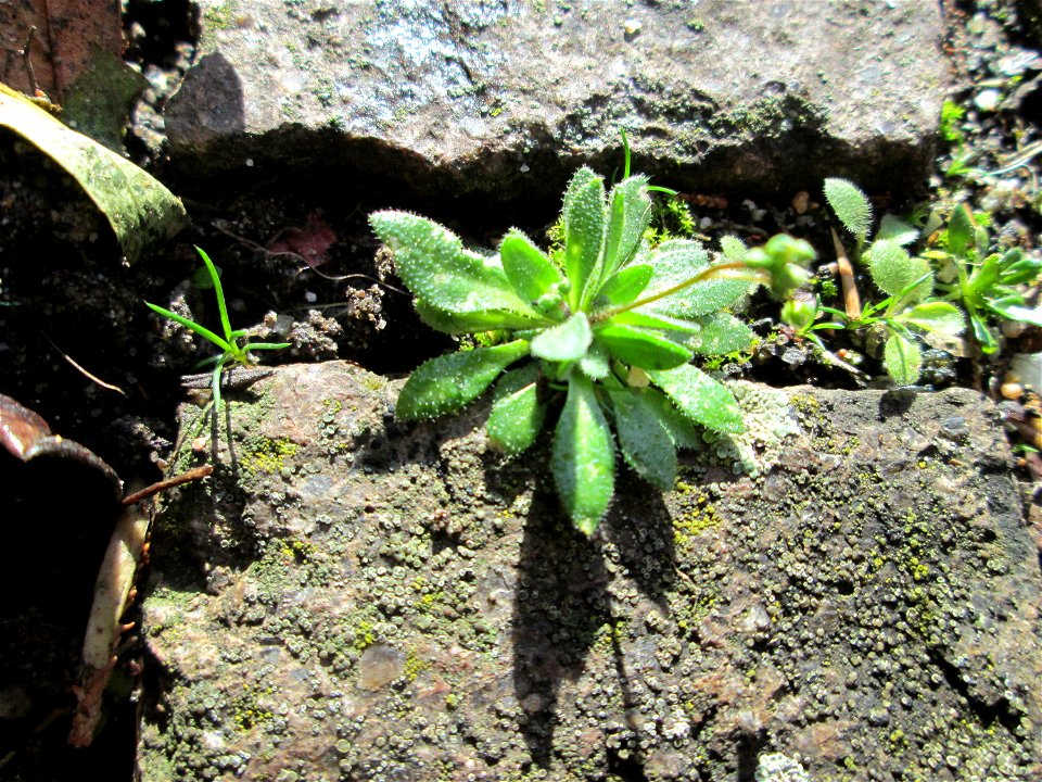 Frühlings-Hungerblümchen (Draba verna) auf einem Bürgersteig in Hockenheim