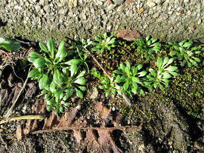 Ritzenbotanik: Grundblätter vom Frühlings-Hungerblümchen (Draba verna) auf einem Rinnstein in Hockenheim