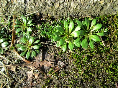 Ritzenbotanik: Grundblätter vom Frühlings-Hungerblümchen (Draba verna) auf einem Rinnstein in Hockenheim