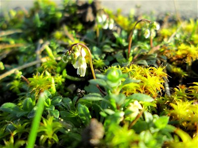 Frühlings-Hungerblümchen (Draba verna) am Straßenrand in Hockenheim - jetzt fängt es schon langsam an, auf Wiesen einen weißern Flaum zu bilden
