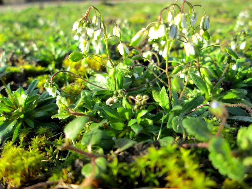 Frühlings-Hungerblümchen (Draba verna) am Straßenrand in Hockenheim - jetzt fängt es schon langsam an, auf Wiesen einen weißern Flaum zu bilden
