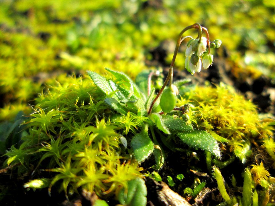 Frühlings-Hungerblümchen (Draba verna) am Straßenrand in Hockenheim - jetzt fängt es schon langsam an, auf Wiesen einen weißern Flaum zu bilden