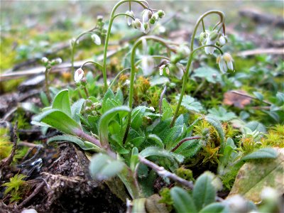 Frühlings-Hungerblümchen (Draba verna) am Straßenrand in Hockenheim - jetzt fängt es schon langsam an, auf Wiesen einen weißern Flaum zu bilden