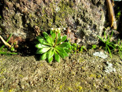 Ritzenbotanik: Frühlings-Hungerblümchen (Draba verna) auf einem Bürgersteig in Hockenheim