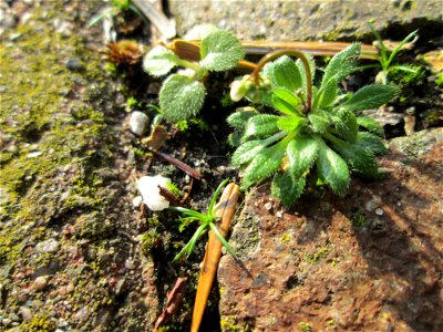 Ritzenbotanik: Frühlings-Hungerblümchen (Draba verna) auf einem Bürgersteig in Hockenheim