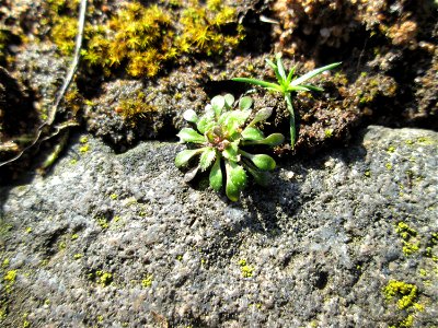 Grundblätter vom Frühlings-Hungerblümchen (Draba verna) an der A620 in Alt-Saarbrücken
