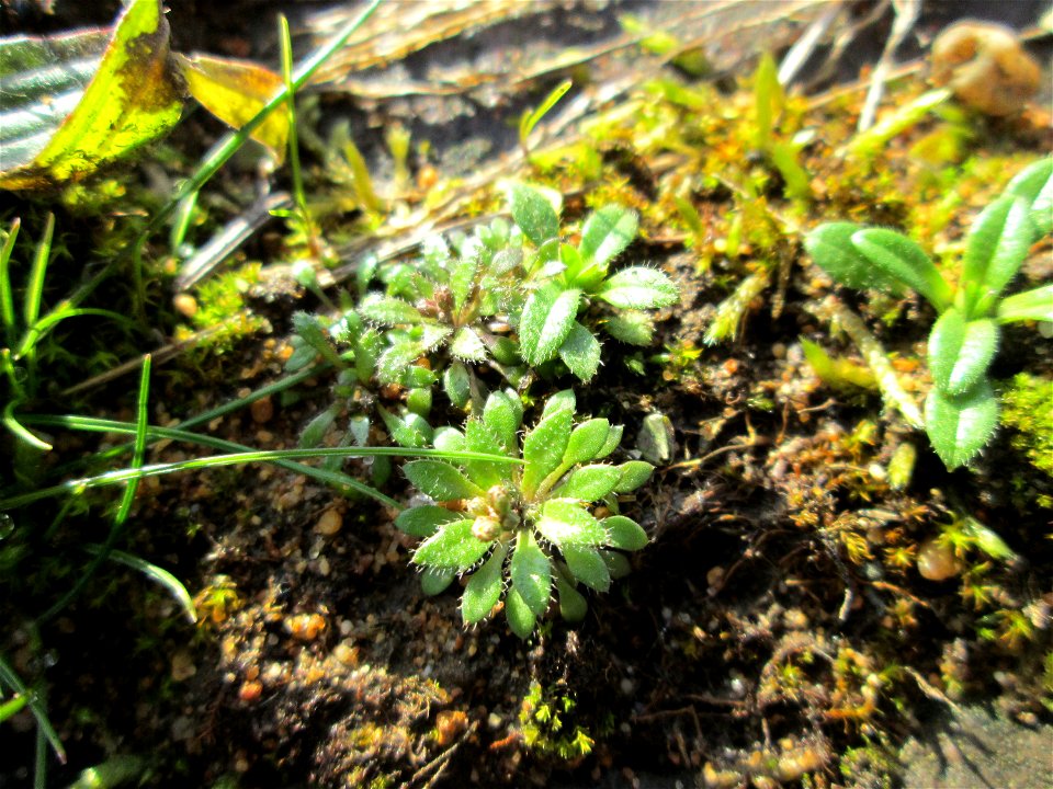 Grundblätter vom Frühlings-Hungerblümchen (Draba verna) an der A620 in Alt-Saarbrücken