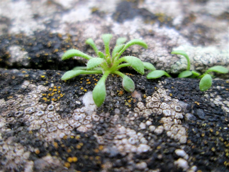 Frühlings-Hungerblümchen (Draba verna) am Bahnhof Bruchmühlbach-Miesau