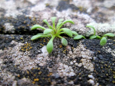 Frühlings-Hungerblümchen (Draba verna) am Bahnhof Bruchmühlbach-Miesau