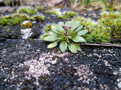 Frühlings-Hungerblümchen (Draba verna) am Bahnhof Bruchmühlbach-Miesau