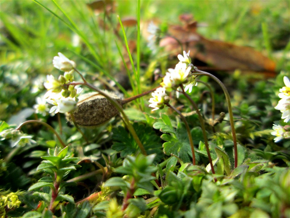 Frühlings-Hungerblümchen (Draba verna) in Hockenheim