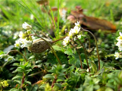 Frühlings-Hungerblümchen (Draba verna) in Hockenheim