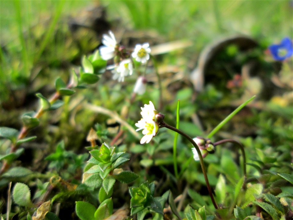 Frühlings-Hungerblümchen (Draba verna) in Hockenheim