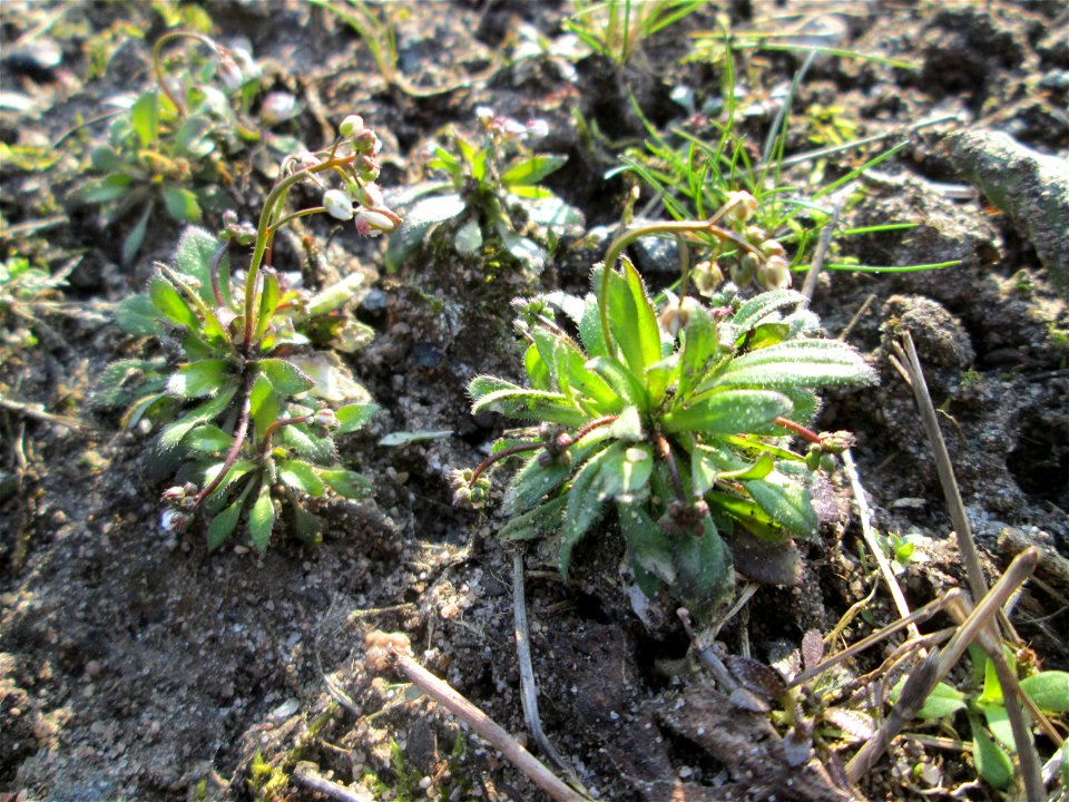 Frühlings-Hungerblümchen (Draba verna) am Straßenrand in Hockenheim