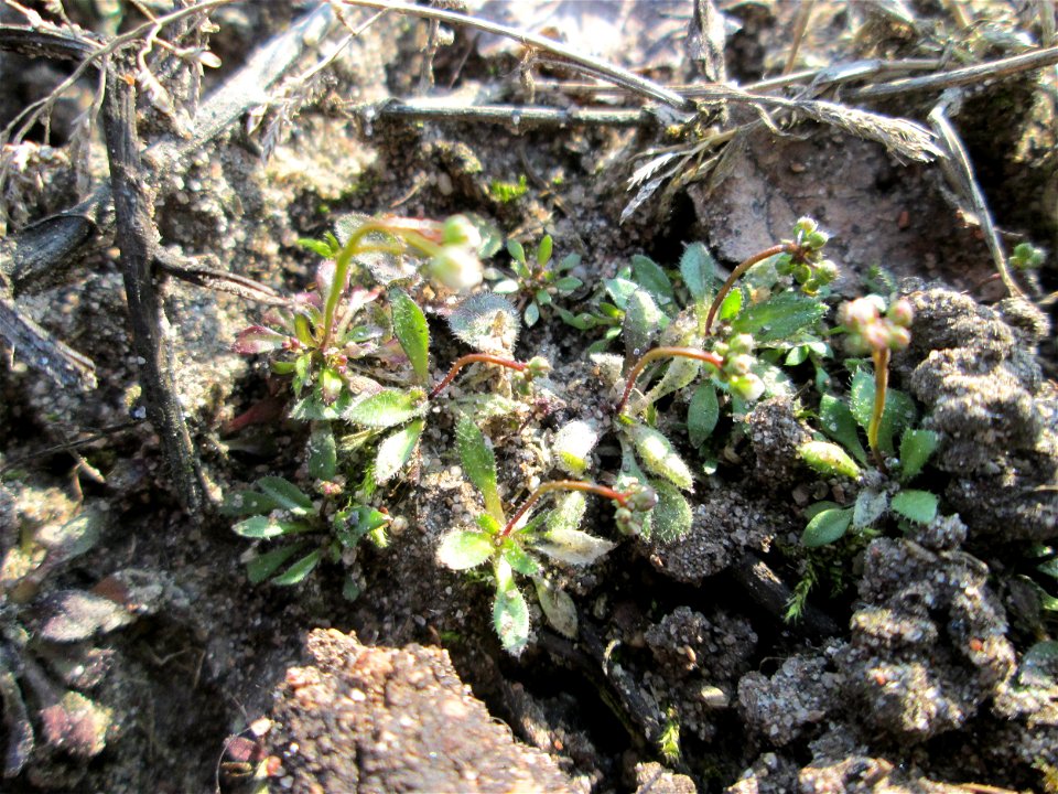 Frühlings-Hungerblümchen (Draba verna) am Straßenrand in Hockenheim