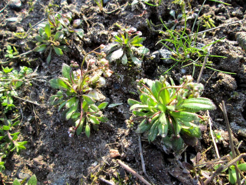 Frühlings-Hungerblümchen (Draba verna) am Straßenrand in Hockenheim