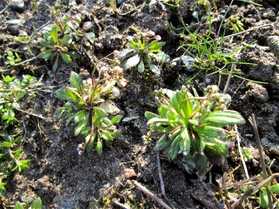Frühlings-Hungerblümchen (Draba verna) am Straßenrand in Hockenheim