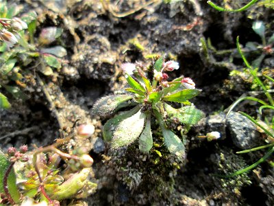 Frühlings-Hungerblümchen (Draba verna) am Straßenrand in Hockenheim