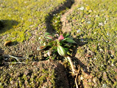 Ritzenbotanik: Frühlings-Hungerblümchen (Draba verna) auf Pflasterstein in Hockenheim