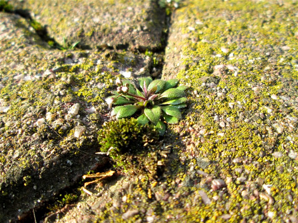 Ritzenbotanik: Frühlings-Hungerblümchen (Draba verna) auf Pflasterstein in Hockenheim