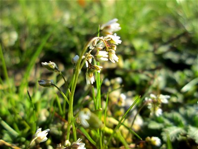 Frühlings-Hungerblümchen (Draba verna) in Hockenheim