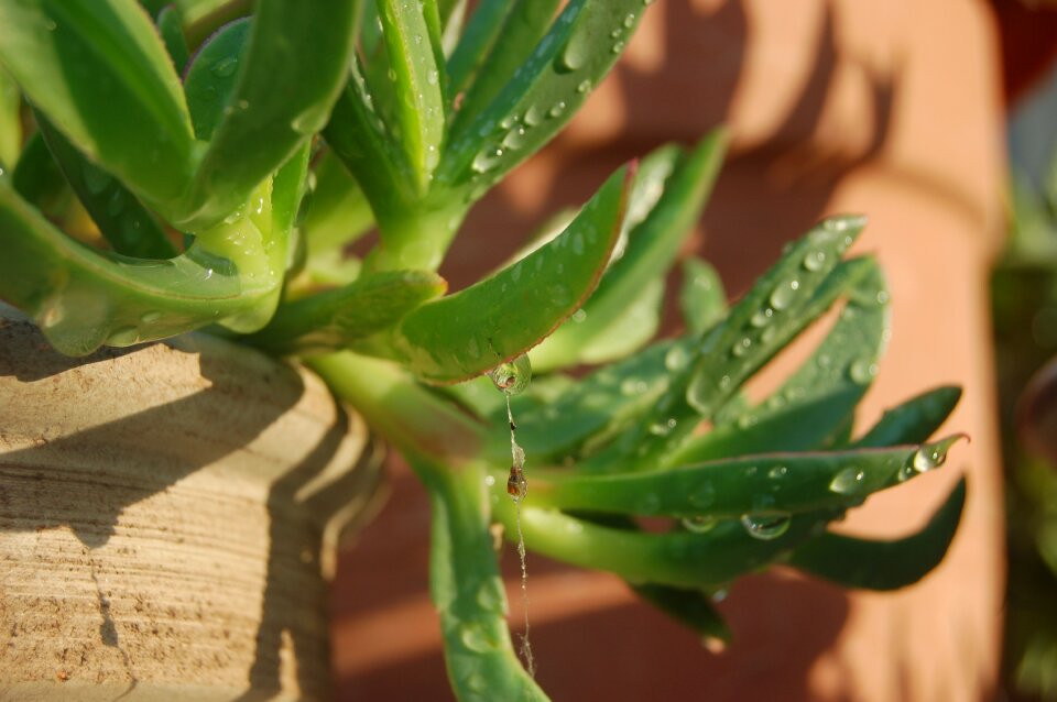 Droplets dew succulent plant