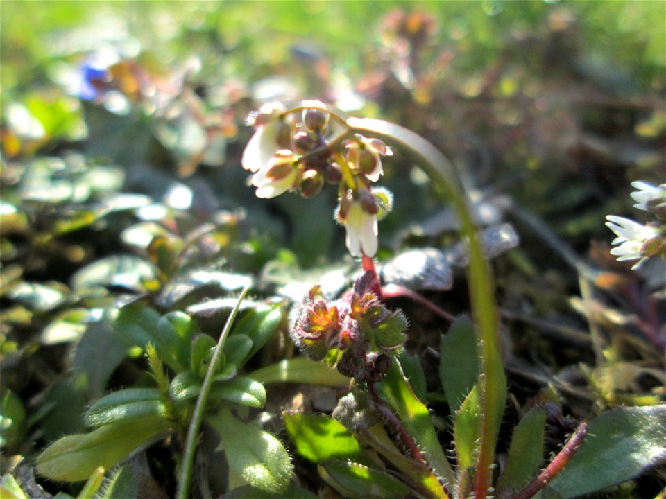 Frühlings-Hungerblümchen (Draba verna) in Hockenheim