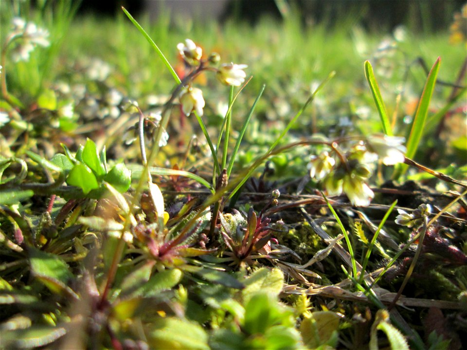 Frühlings-Hungerblümchen (Draba verna) in Hockenheim
