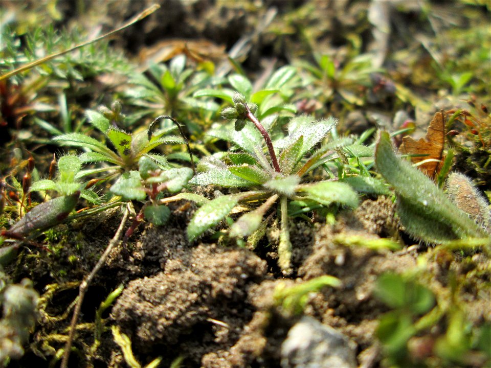 Frühlings-Hungerblümchen (Draba verna) an der A620 in Alt-Saarbrücken