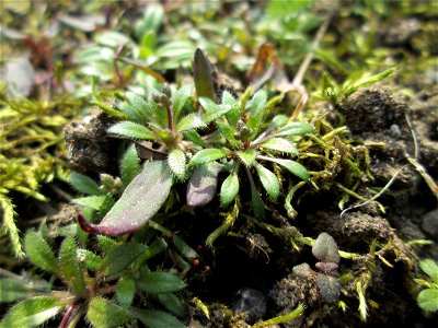 Frühlings-Hungerblümchen (Draba verna) an der A620 in Alt-Saarbrücken