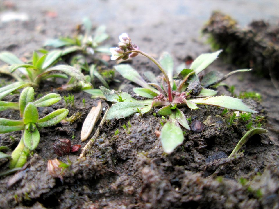 Frühlings-Hungerblümchen (Draba verna) am Osthafen Saarbrücken