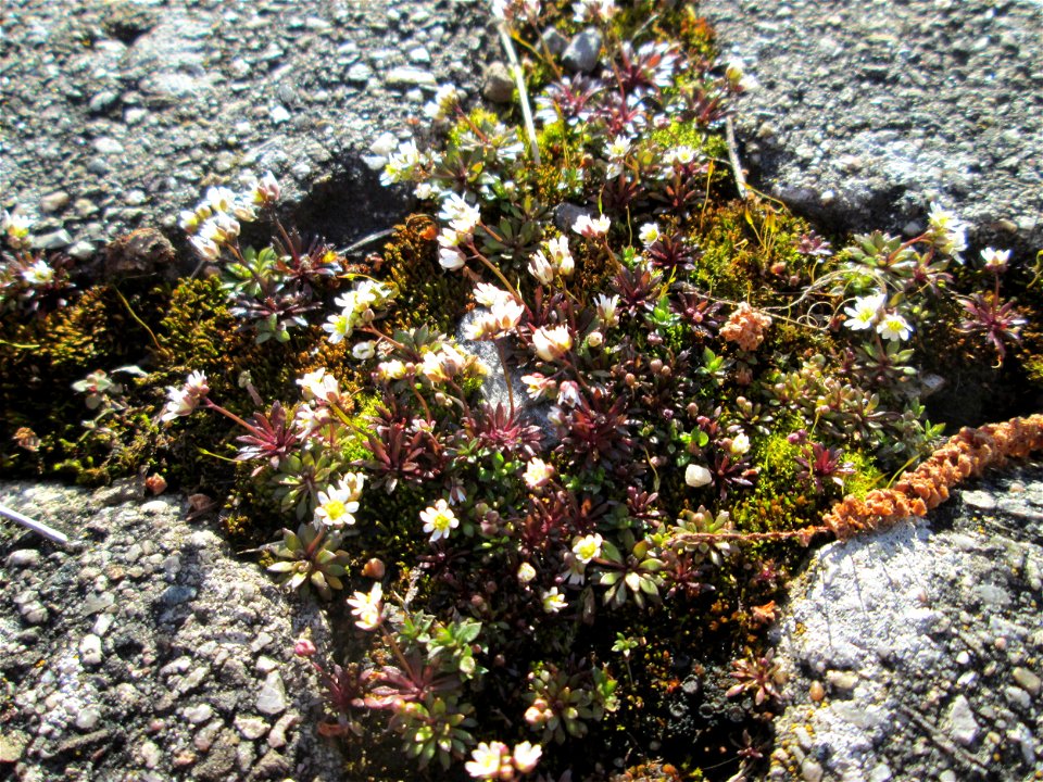 Frühlings-Hungerblümchen (Draba verna) am Osthafen Saarbrücken