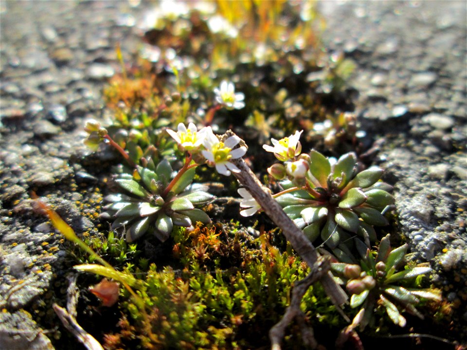 Frühlings-Hungerblümchen (Draba verna) am Osthafen Saarbrücken