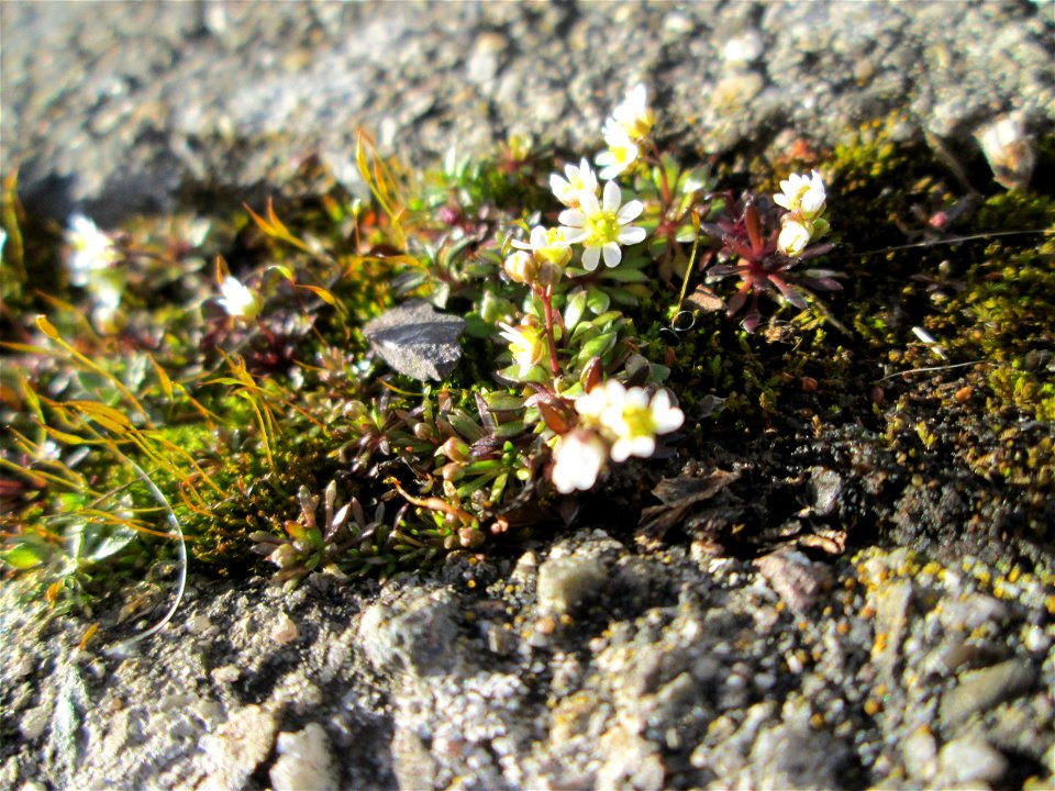 Frühlings-Hungerblümchen (Draba verna) am Osthafen Saarbrücken