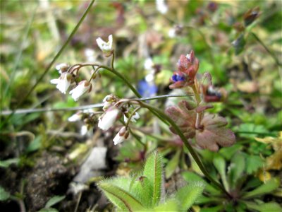 Frühlings-Hungerblümchen (Draba verna) in Hockenheim