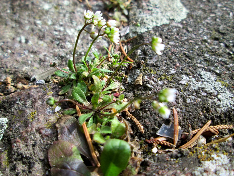 Frühlings-Hungerblümchen (Draba verna) in Hockenheim