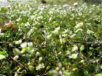 Frühlings-Hungerblümchen (Draba verna) am Straßenrand bei Hockenheim