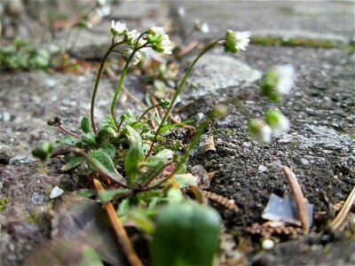 Frühlings-Hungerblümchen (Draba verna) in Hockenheim