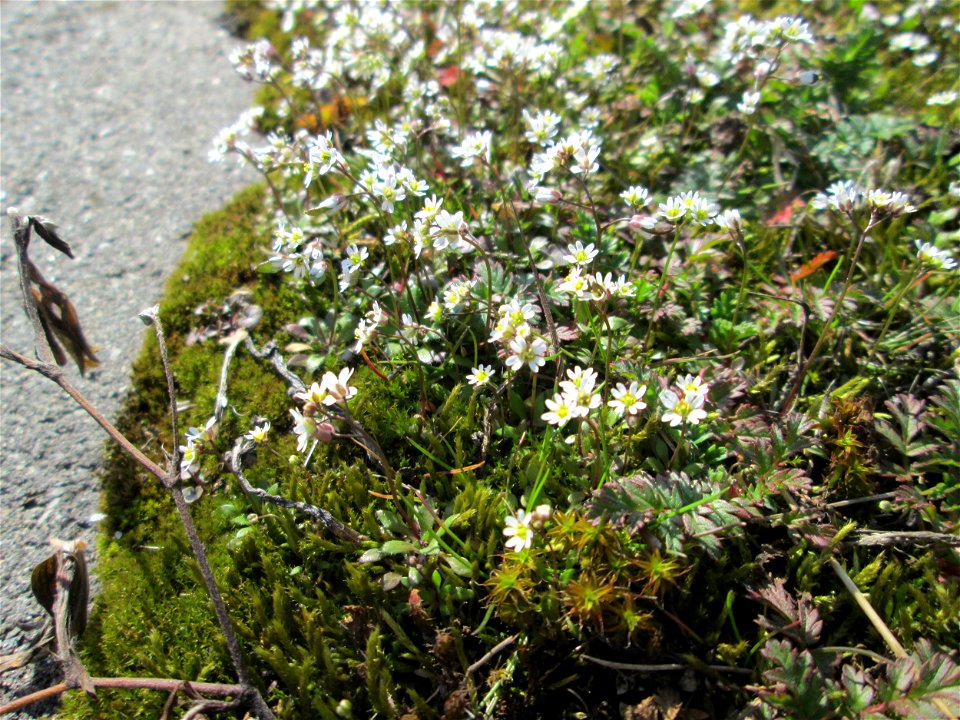 Frühlings-Hungerblümchen (Draba verna) am Straßenrand bei Hockenheim