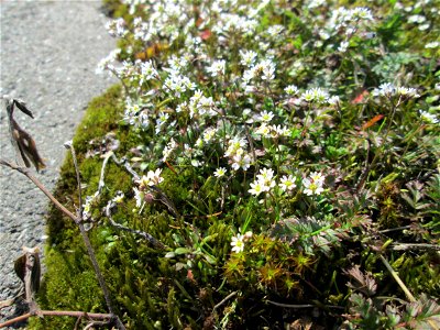 Frühlings-Hungerblümchen (Draba verna) am Straßenrand bei Hockenheim