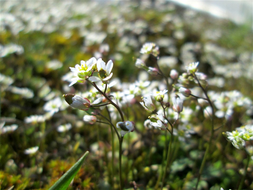 Frühlings-Hungerblümchen (Draba verna) am Straßenrand bei Hockenheim