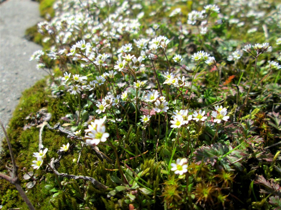 Frühlings-Hungerblümchen (Draba verna) am Straßenrand bei Hockenheim