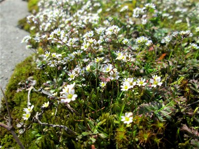 Frühlings-Hungerblümchen (Draba verna) am Straßenrand bei Hockenheim