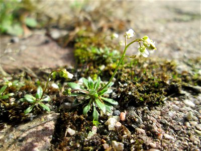 Ritzenbotanik: Frühlings-Hungerblümchen (Draba verna) auf Pflasterstein in Hockenheim